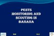 Pests monitoring and scouting in banana