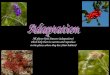 All plants have features (adaptations)  which help them to survive and reproduce