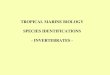 TROPICAL MARINE BIOLOGY SPECIES IDENTIFICATIONS - INVERTEBRATES -