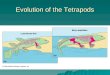 Evolution of the Tetrapods