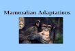 Mammalian Adaptations
