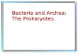 Bacteria and  Archea : The Prokaryotes
