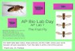 AP Bio Lab Day