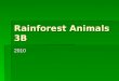 Rainforest Animals 3B