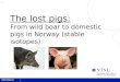 The lost pigs: From wild boar to domestic pigs in Norway (stable isotopes)