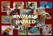 ANIMALS WORLD