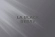 LA BLACK BERRY