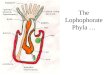 The Lophophorate Phyla …