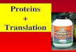 Proteins + Translation