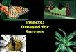 Insects: Dressed for Success