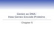 Genes as DNA:  How Genes Encode Proteins