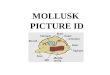 MOLLUSK  PICTURE ID