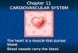 Chapter 11 CARDIOVASCULAR SYSTEM