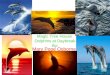 Magic Tree House  Dolphins at Daybreak By :