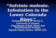 “ Salvinia molesta . Infestation in the Lower Colorado River.”