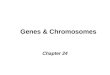 Genes & Chromosomes