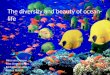 The diversity and beauty of ocean-life