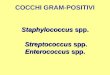 COCCHI GRAM-POSITIVI Staphylococcus  spp.  Streptococcus  spp. Enterococcus  spp