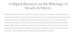 A Digital Resource on the Histology of Vessels & Nerves