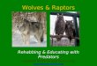 Wolves & Raptors