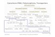 Cytochrom P450, Polymorphism, Transporters