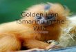 Golden Lion Tamarind in the Wild