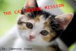 THE CAT RESCUE MISSION
