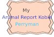 My  Animal Report Kobie Perryman