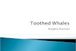 Toothed Whales