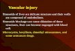 Vascular injury