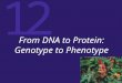 From DNA to Protein: Genotype to Phenotype