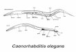 Advantages of  C. elegans : 1. rapid life cycle 2. hermaphrodite 3. prolific reproduction