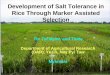 Development of Salt Tolerance in Rice Through Marker Assisted Selection