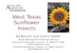 West Texas Sunflower Insects