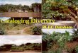 Cataloging Diversity