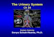 The Urinary System Ch 24 Human Anatomy Sonya Schuh-Huerta, Ph.D