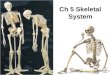 Ch 5 Skeletal System