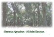 Plantation Agriculture - Oil Palm Plantation