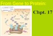 From Gene to Protein: Chpt. 17