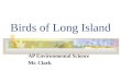 Birds of Long Island