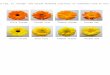 Supplemental Fig. S1. Orange- and yellow-flowered cultivars of calendula used in this study