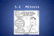5.2 Mitosis