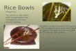 Rice Bowls