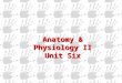 Anatomy & Physiology II Unit Six