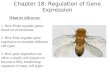 Chapter 18: Regulation of Gene Expression