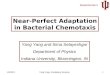 Near-Perfect Adaptation in Bacterial Chemotaxis