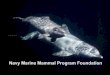 Navy Marine Mammal Program Foundation Dr. Cynthia Smith, DVM