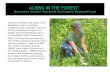 ALIENS IN THE FOREST:  Non-native Invasive Species of the Superior National Forest