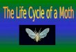 The Life Cycle of a Moth