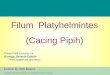 Filum  Platyhelmintes (Cacing Pipih)